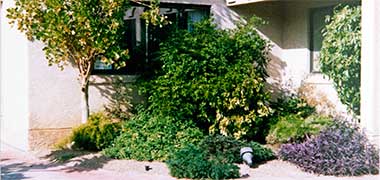 A mixed display of plants in front of a residence