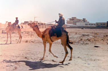 Camels passing by development on the edge of Doha – courtesy of Jo Snyder