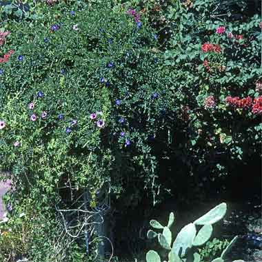 A proliferation of planting in a domestic garden