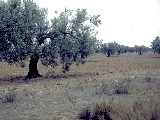 tunisia